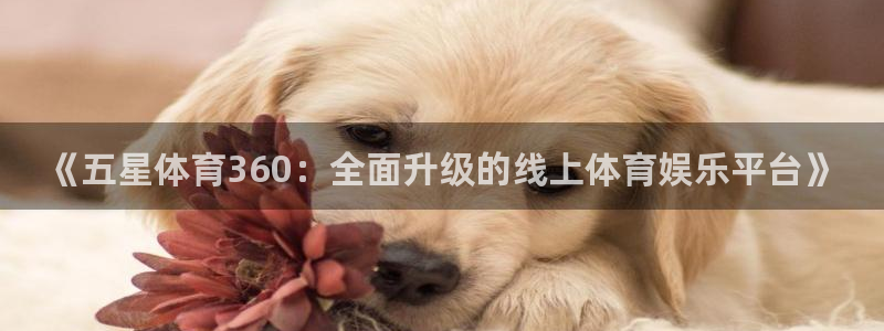 nba说球帝：《五星体育360：全面升级的线上体育娱乐平台》